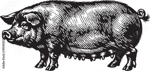 Vintage Pig Illustration with Detailed Texture Farm Animal Side View Black and White Stock Graphic