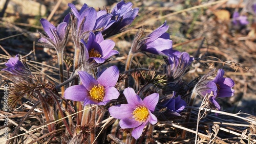 Beautiful blue flowers of the plant called Pasque Flower (Siberian Snowdrop) among the grass that has not yet turned green on a spring day in Siberian mountains.