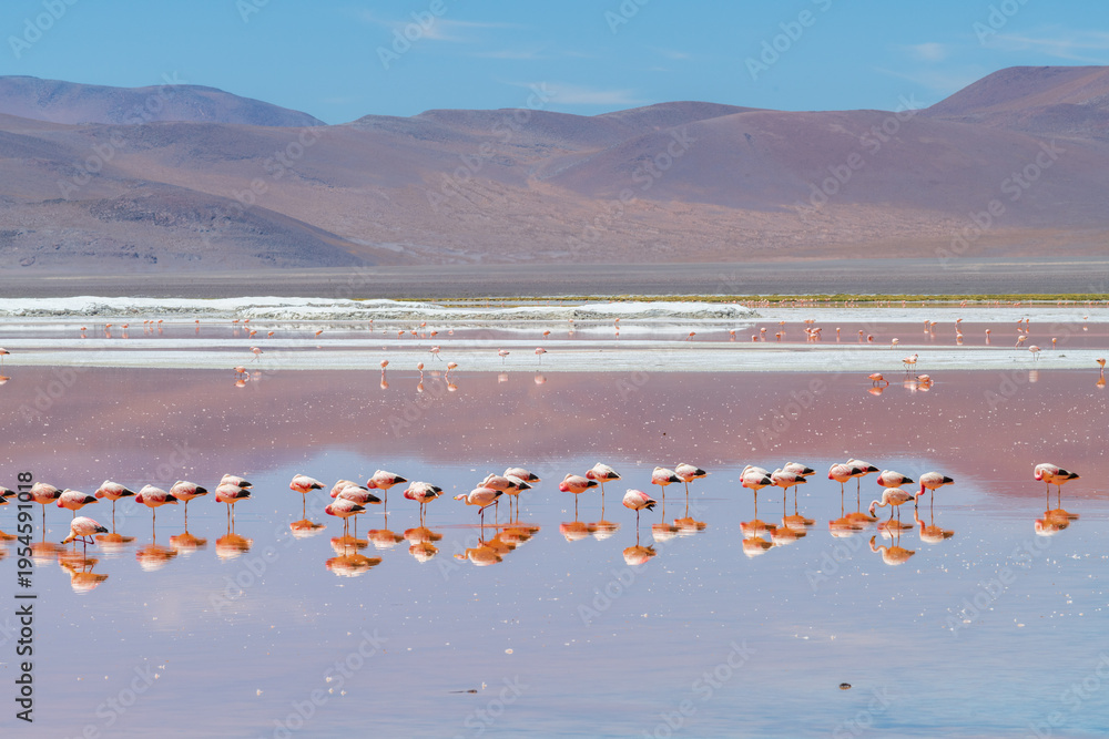 Fototapeta premium Serene flamingos wading in amazing Laguna Colorada of Bolivia