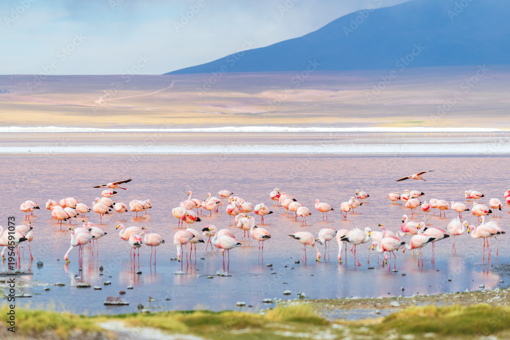 Fototapeta premium Peaceful flamingo flock at Laguna Colorada colorful red lake in Bolivia