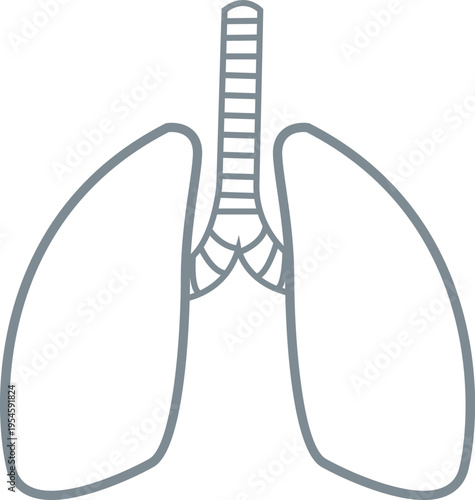 Human Lungs Respiratory System Diagram