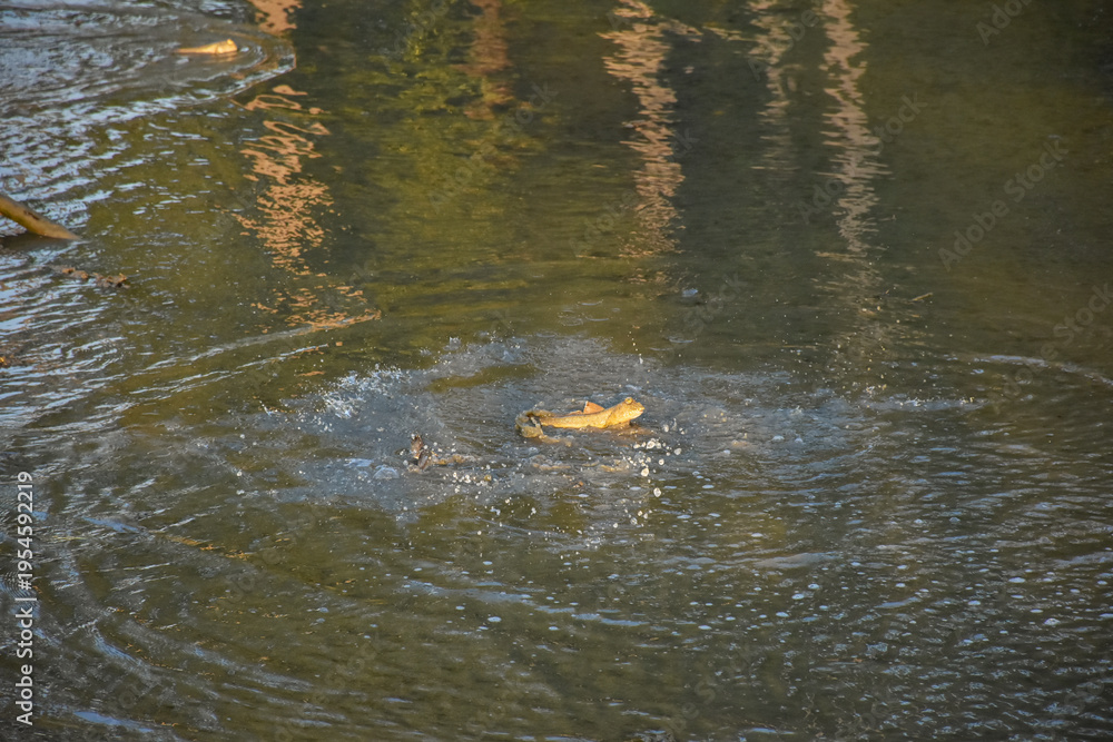 Fototapeta premium Adult male mudskipper is living in its big hole created during mating season in mangrove forest