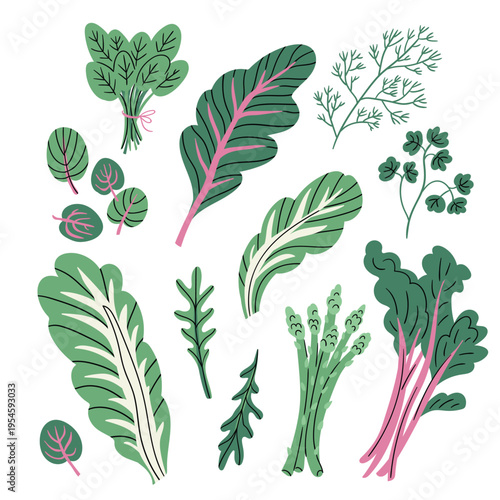 Fresh salad leaves collection. Popular culinary leaf set for cooking. Vector illustration isolated on white background.
