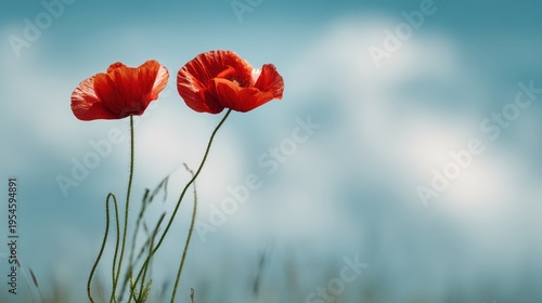 Two Vibrant Red Poppies Bloom Against a Soft Blue Sky with Wispy Clouds