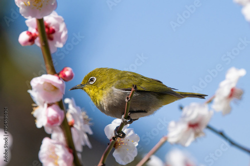 Wallpaper Mural 白梅とメジロ（梅林寺外苑・久留米市） Torontodigital.ca