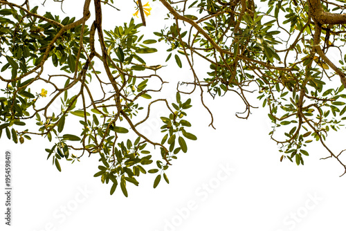 branch of a tree with leaves on white