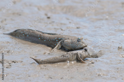 Wallpaper Mural 干潟で休むムツゴロウとトビハゼ Torontodigital.ca