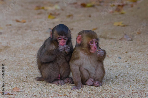 Wallpaper Mural 高崎山自然動物園のニホンザル Torontodigital.ca