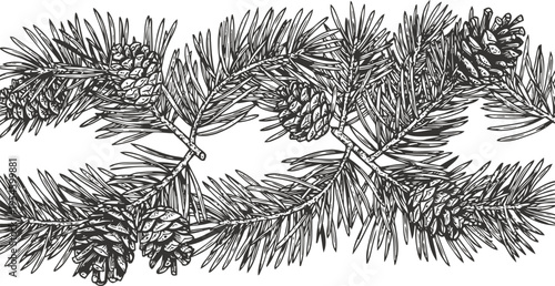 Detailed hand drawn pine branches with cones black and white botanical illustration of evergreen tree foliage cluster