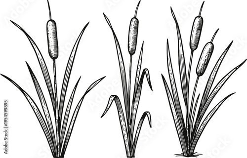 Cattail plants illustration set vector detailed hand drawn reed grass with long leaves and flower spikes