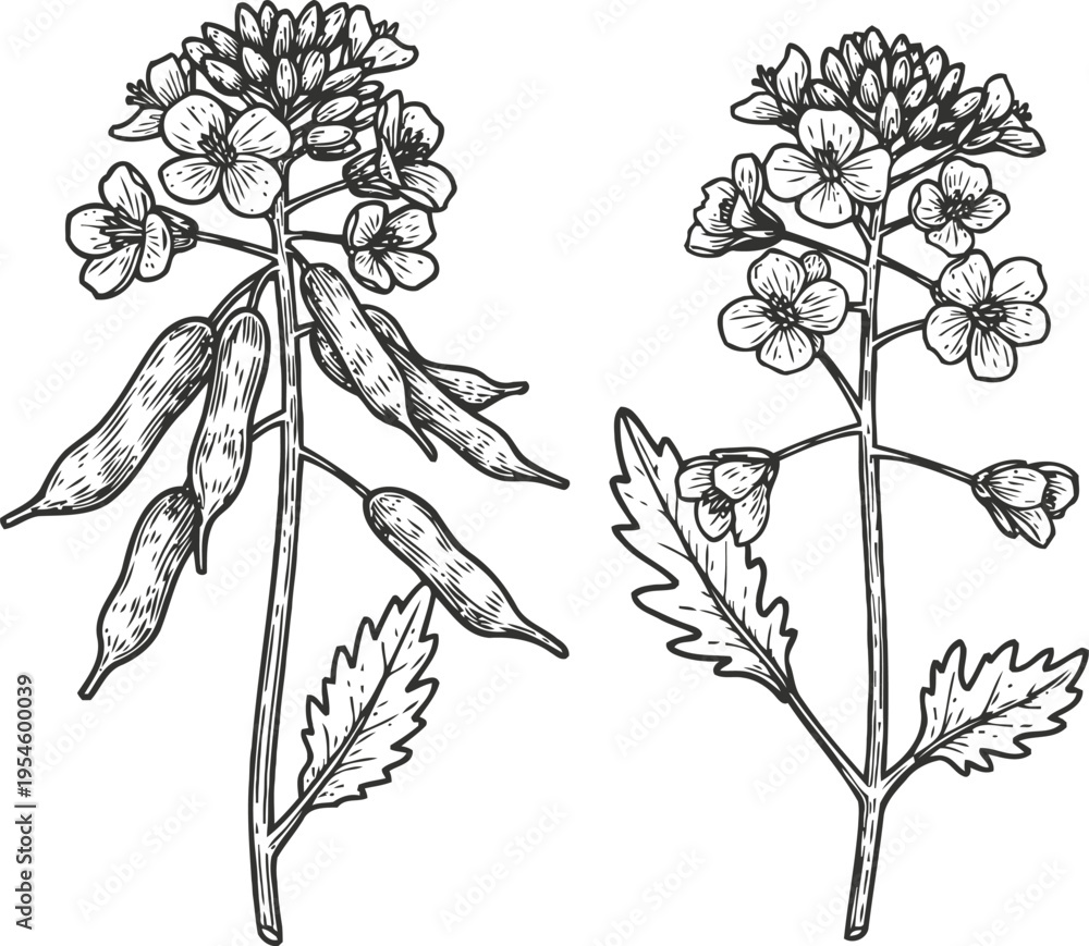 Fototapeta premium mustard plant with flowers and seed pods botanical illustration of herb and spice plant details