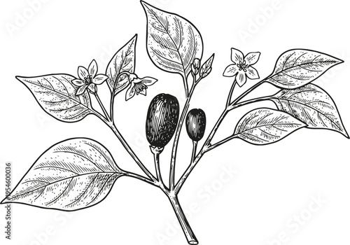 black and white botanical illustration of chili pepper plant with leaves, flowers, and fruits