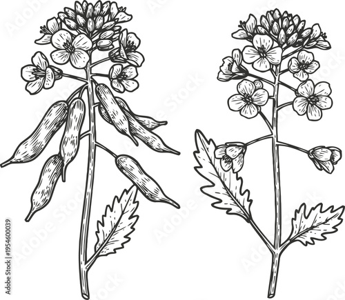 mustard plant with flowers and seed pods botanical illustration of herb and spice plant details