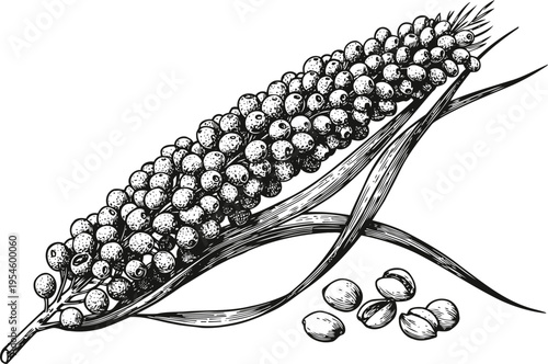 hand drawn sorghum grain cluster with leaves and scattered kernels botanical illustration of cereal crop