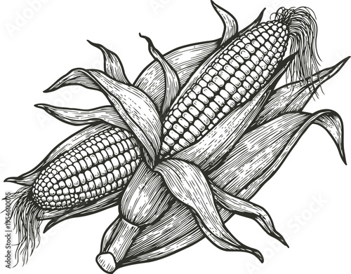 Detailed black and white illustration of corn cobs with leaves, agricultural vegetable food hand drawn engraving