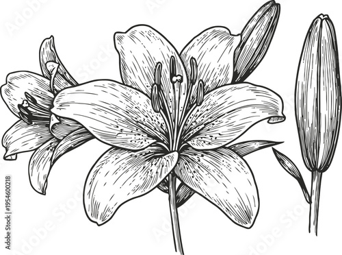 Detailed black and white lily flower illustration with blooming petals and unopened bud