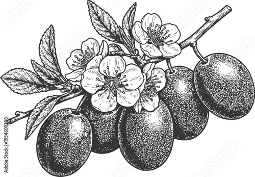 Detailed black and white illustration of ripe plums on a branch with leaves and blossoming flowers