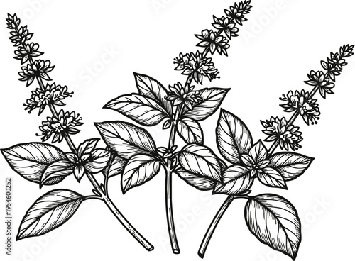 Black and white basil herb illustration with detailed leaves and flowering spikes