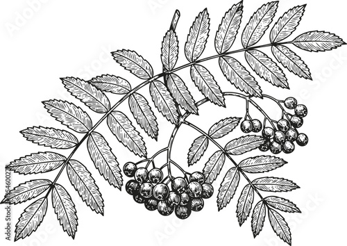 Black and white illustration of a rowan branch with detailed leaves and clustered berries