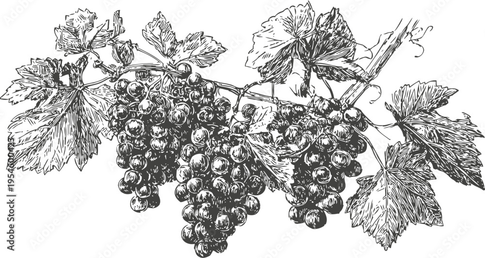 Fototapeta premium Detailed hand drawn grapevine branch with ripe grapes and large textured leaves in vintage