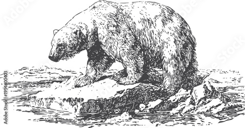 Detailed vintage engraving of a polar bear standing on a floating ice piece in the arctic ocean