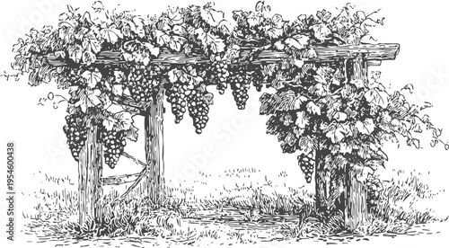 Vintage illustration of grapevine arbor with ripe bunches of grapes and lush leaves