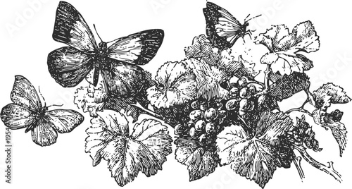 Butterflies fluttering around grapevine branches with leaves and grape clusters vintage illustration