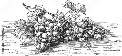 hand drawn grapevine branch with ripe grape clusters and detailed leaves on wooden surface
