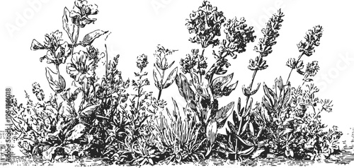 Black and white vintage illustration of wildflowers and herbs growing naturally in a meadow