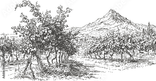 detailed vineyard landscape with grapevines and distant mountain, rural countryside scene