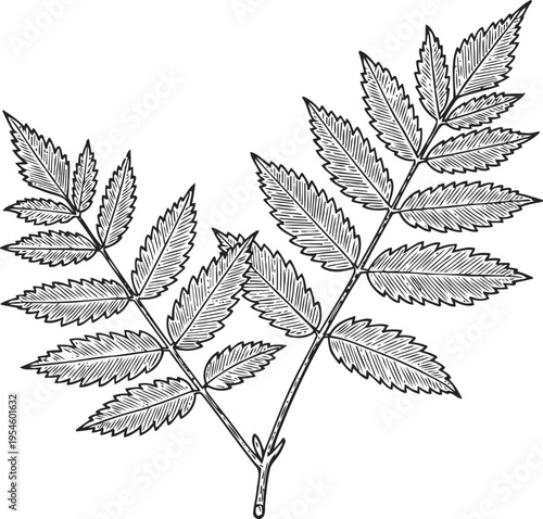 detailed vintage black and white illustration of two rowan tree leaves with serrated edges and visible veins