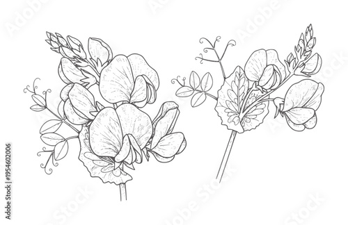 Black and white line of sweet pea flowers and leaves botanical