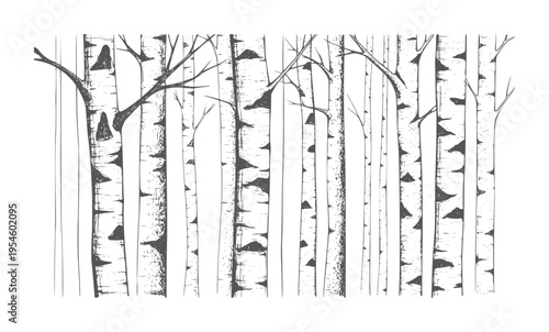 Black and white of birch trees with textured bark and branches forest nature monochrome