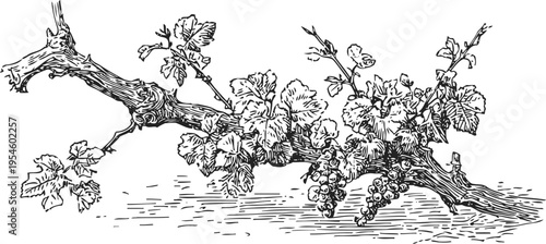Detailed vintage illustration of grapevine branch with leaves and grape clusters