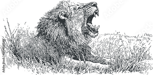 Roaring lion lying down in grass black and white hand drawn illustration