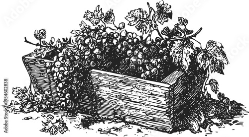 Vintage wooden crate filled with fresh grape bunches and vine leaves illustration