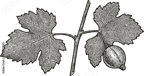Detailed vintage engraving of grapevine branch with leaves and single grape fruit, botanical illustration