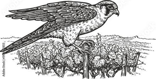 Falcon perched on grapevine in vineyard detailed black and white vintage illustration