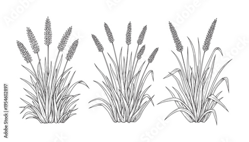 Three line of grass clumps with seed heads plant botanical nature