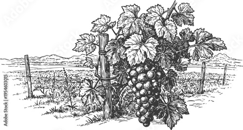 Grapevine with ripe grape cluster in vineyard landscape vintage botanical sketch of fruit plant