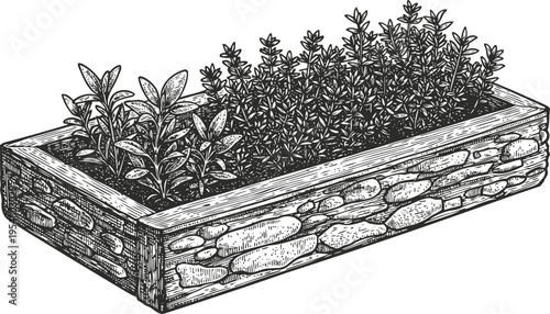 Raised garden bed with fresh herbs growing wooden planter box with thyme and rosemary plants for home gardening