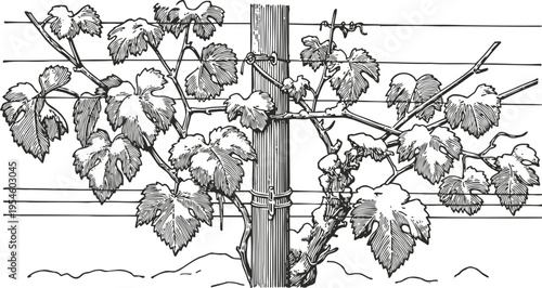 Grape vine training on trellis system with wooden post and horizontal wire supports