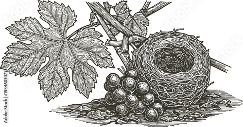 Detailed vintage engraving of grapevine leaf, cluster of grapes, and empty bird nest in natural setting