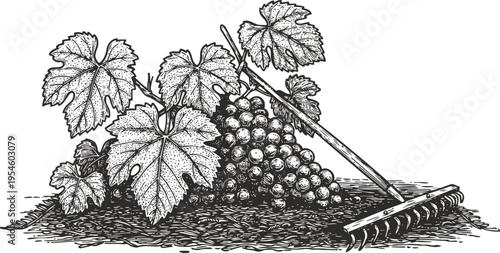 Vintage grapevine with ripe grape cluster and garden rake resting on soil illustration