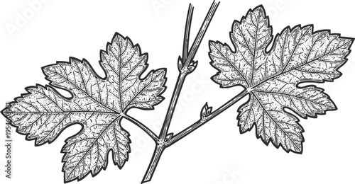 Detailed grapevine branch with two grape leaves and vine tendrils botanical drawing illustration