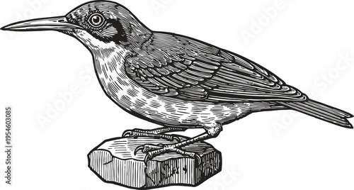 Detailed black and white illustration of a small bird perched on a rock with intricate feather patterns