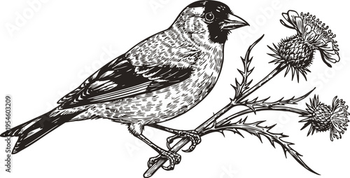 Black and white bird perched on a spiky thistle plant with detailed feathers and sharp beak illustration