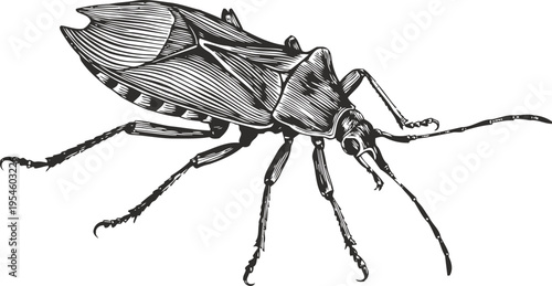 Detailed black and white illustration of a beetle insect with segmented legs and antennae
