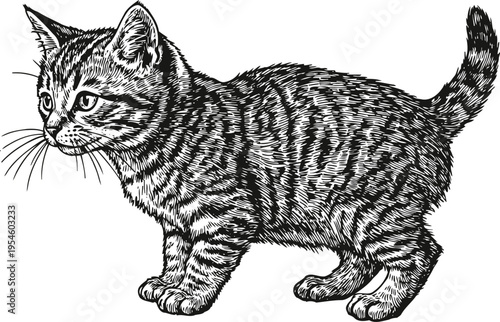 Detailed black and white vintage illustration of a young tabby cat standing, side view with striped fur pattern