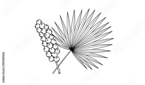 Minimalist hand-drawn vector of açai berries and palm leaf in black outline on white background
